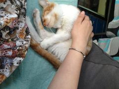 -Sirena海妖日咖夜酒