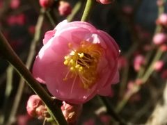 -北京鹫峰国家森林公园