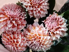 -循礼门鲜花花市(武汉循礼门店)