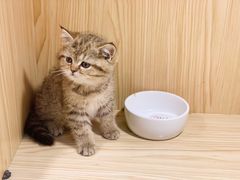 -屋虎猫馆(宝安大仟里店)