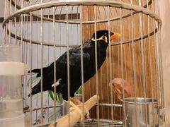 -杭州香格里拉·香宫中餐厅