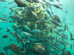 -瑞德姆美人鱼海底演艺主题餐厅(亚龙湾店)