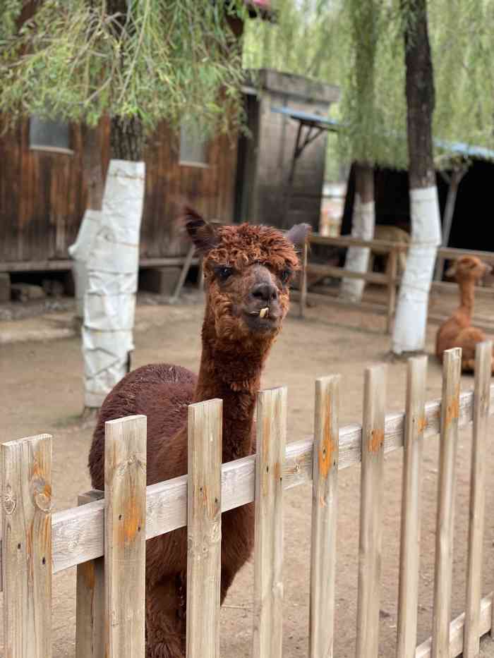 临汾市动物园-"已经很不错了,要是把中间那块改成孩子玩的.