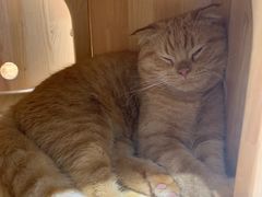 -藏猫猫咖啡主题馆(中央大道店)