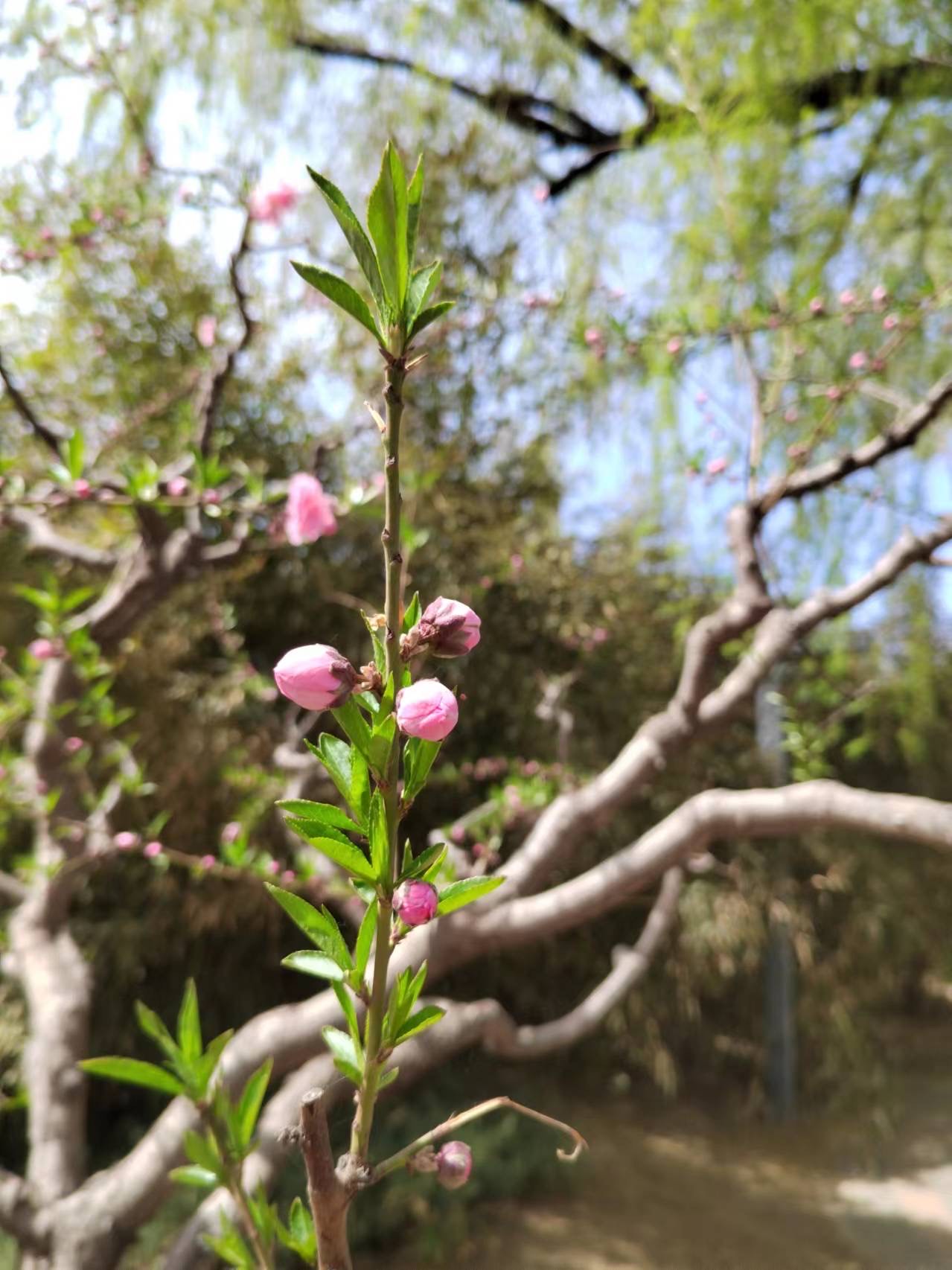 桃花含苞待放图片