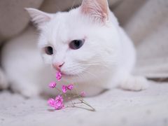 -FAELING PETS美天灵宠物(富力广场店)