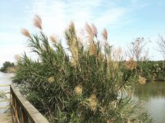 -大湾区中央湿地公园