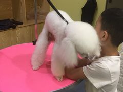 -瑞鹏宠物医院·爱宠堂·骨外专科(西荷分院)