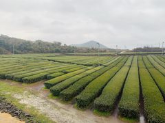 -雪绿茶博物馆