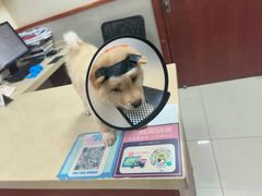 -艾贝尔宠物医院 ·内科全科(梁溪路店)