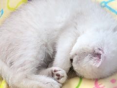 -十年猫舍·猫咪专门店(普陀店)