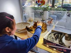 -李小姐の猫咖啡馆(五角场店)