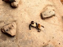 -云南野生动物园