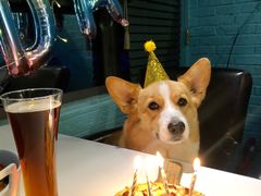 -百好乐宠物友好餐厅(朝外大街店)