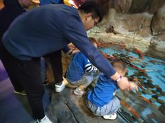 -芜湖新华联大白鲸海洋公园