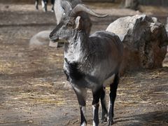 -青藏高原野生动物园