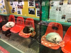 -猫咪博物馆(顶澳仔猫街店)