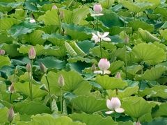 -荔湾湖公园