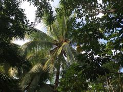 -三亚海棠湾南田温泉神龙谷