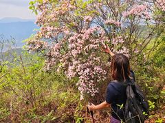 -羚羊峡古栈道森林公园