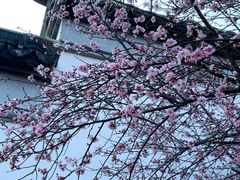 -八大山人梅湖景区