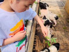 -上海崇明金茂凯悦酒店