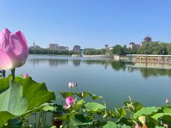 -莲花池公园