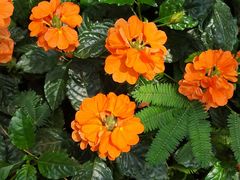 -北京植物园-展览温室