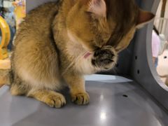 -有喵·猫咖·狗咖·30几只猫10只小狗(岗厦店)
