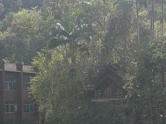-野象谷景区