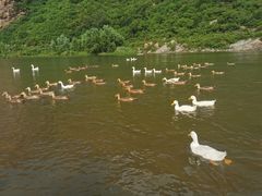 -白河湾生态旅游一条川