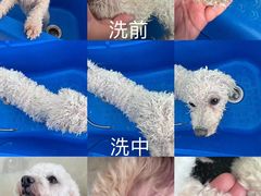 -汪说喵讲宠物乐园宠物酒店(红星美凯龙店)