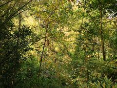 -西双版纳原始森林公园