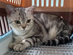 -纳吉亚猫专科动物医院·北北分院