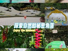 -西双版纳原始森林公园