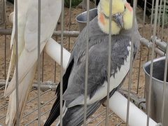 -南宫五洲植物乐园