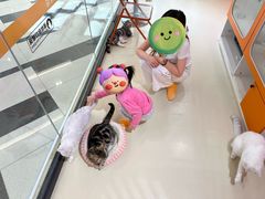 -三花喵·撸猫购宠·宠物生活馆(虹桥南丰城店)