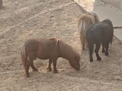 -石家庄市动物园