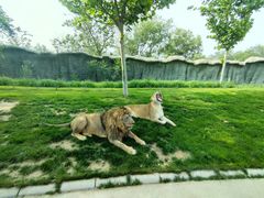 -北京野生动物园
