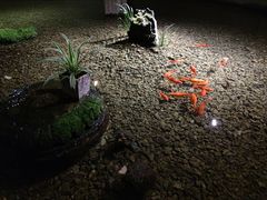 -几荷·恰似故人来(秀水广场店)
