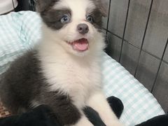 -翊宠yipet猫狗购宠庄园犬舍•猫舍