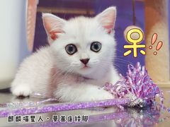 -十年猫舍·猫咪专门店(普陀店)