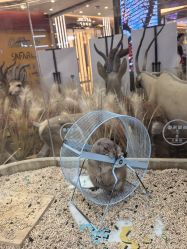 -卡通尼·Safari非洲探索乐园·生日会(金桥国际商业广场店)