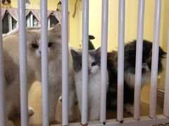 -Meowの猫咖(万家丽店)