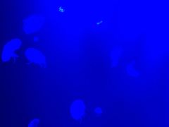-暹罗海洋世界