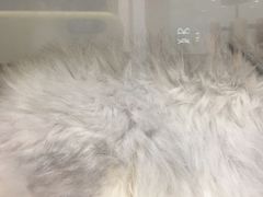 -希望动物医院(汉阳院)