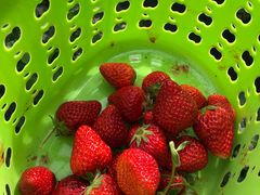 -昌平兴寿秀秀草莓采摘园