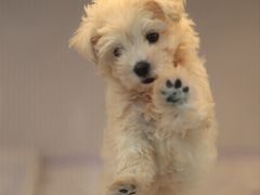 -翊宠yipet猫狗购宠庄园犬舍•猫舍