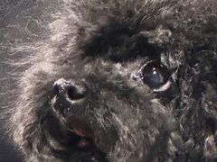 -百好乐宠物友好餐厅(朝外大街店)