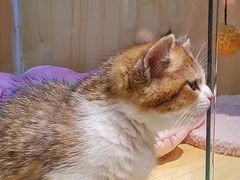 -momokira米努特·德文卷毛猫·棉花面纱犬